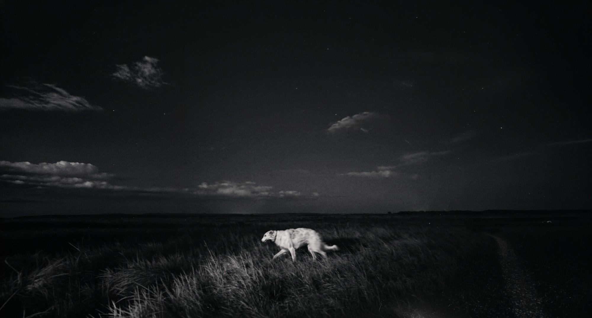 A white dog crossing tall grass under a night sky
